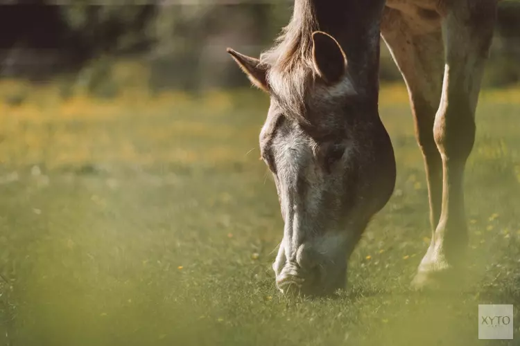 Paardencross juni 2019 weer terug in Dijkgatsbos