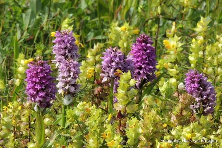 Zwerftocht op zoek naar de orchidee