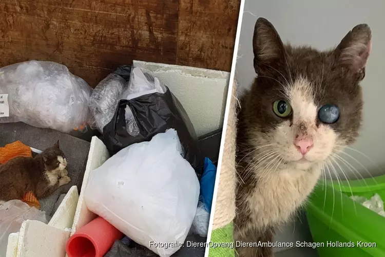 Half blinde kat gered uit afvalcontainer in Schagen