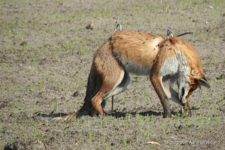 Bizar tafereel: vos op pinnen gespietst in weiland bij Petten