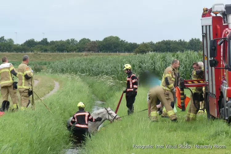 Paard te water in Schagen