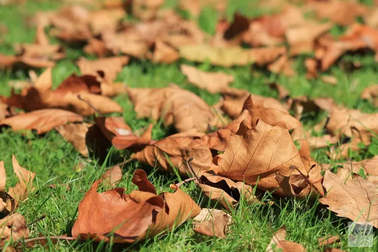 Zachte en rustige herfstweek voor de boeg