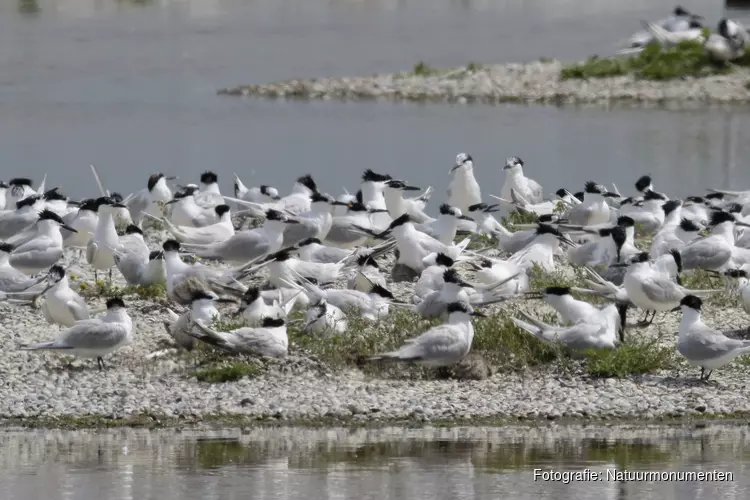 Excursie vogels in een dynamisch, oer-Hollands landschap