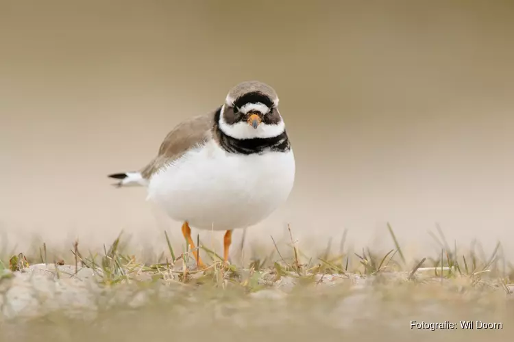 Vogelweek: Broedende vogels tijdens de open dag bij Strandslag 9 - Callantsoog