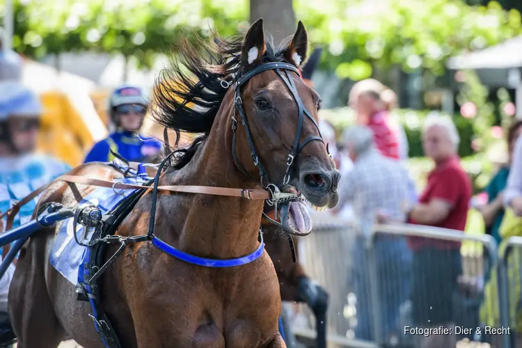 Drafrace in Schagen: geen feest voor paarden