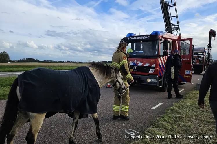 Brandweer weet paard uit water te redden