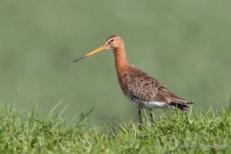 Gun dieren de rust om hun jongen groot te brengen: broedseizoen aangebroken