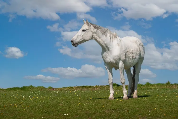 Harddraverij voor paarden en pony's tijdens kermis Petten