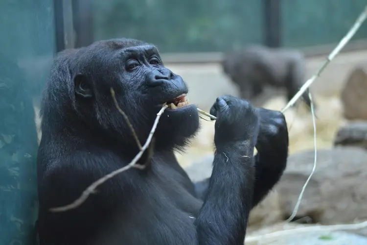 Artis: een inspirerende ontdekkingsreis naar de natuur