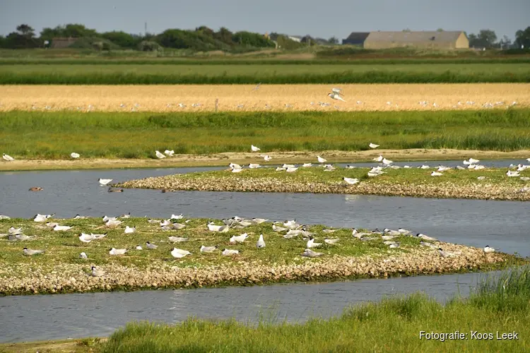 Open waterpartijen, broedeilandjes en keverbanken in natuurgebied de Zandpolder. Start aanleg nieuwe natuurgebieden.