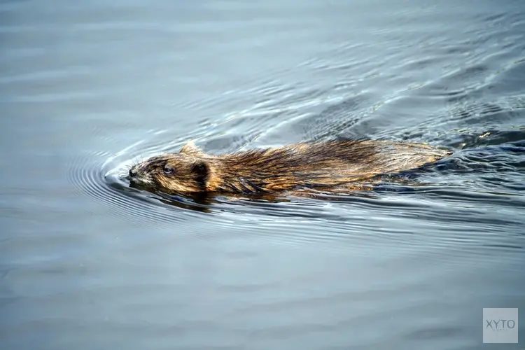 Veel meer muskusratten gevangen in Nederland