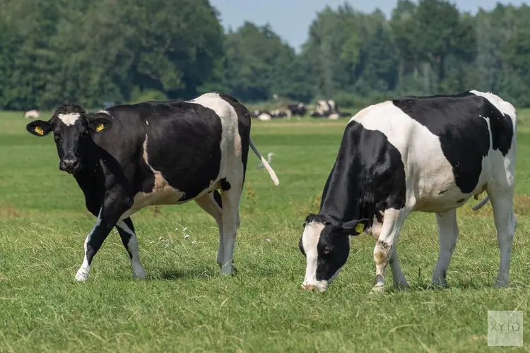 Onderzoeken voedingsstoffen en mest: kansen voor Noord-Hollandse agrariërs