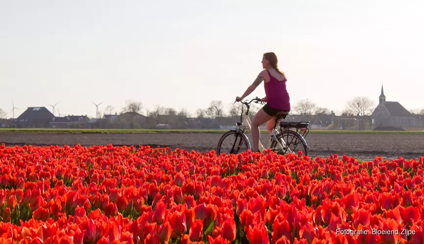 Fietsen, rennen en wandelen bij Bloeiend Zijpe