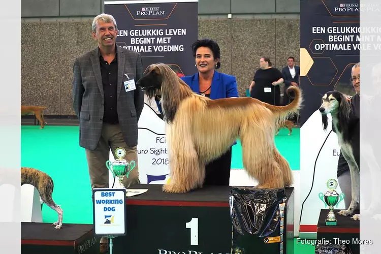 Rhett uit Zijdewind wereldkampioen tijdens grote hondenshow in de RAI